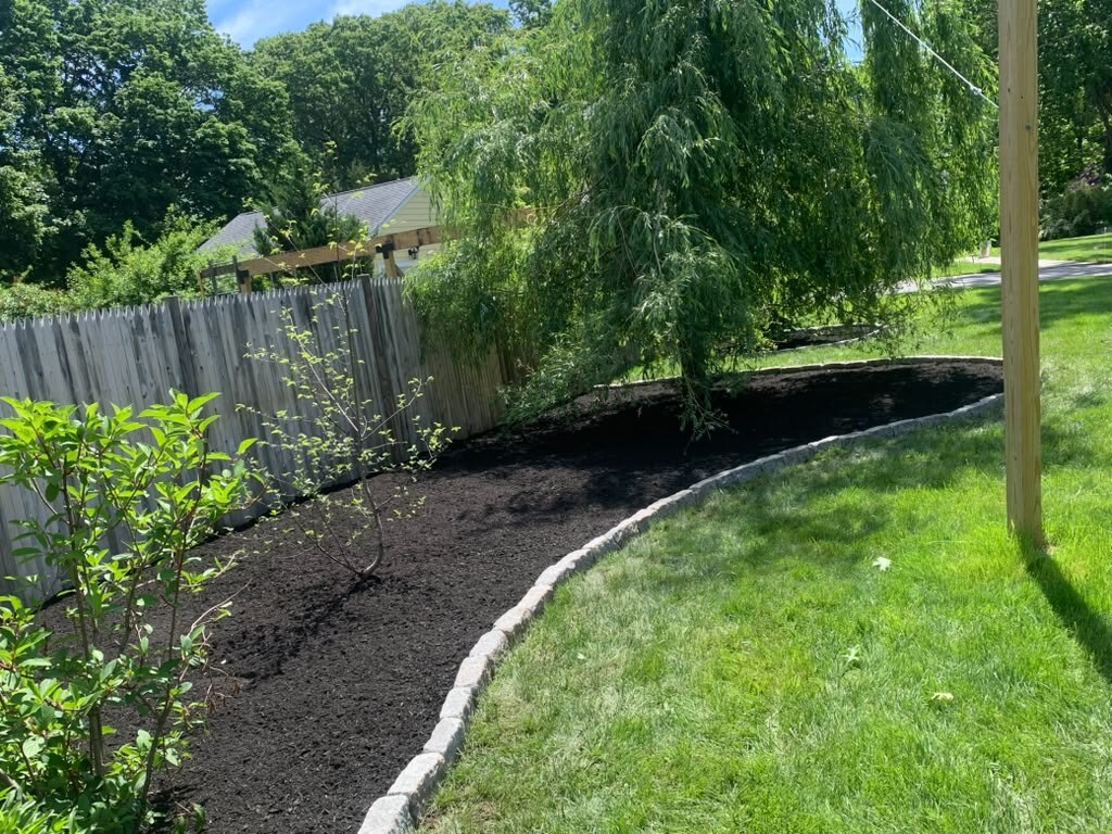 Nicely pruned tree in a front yard